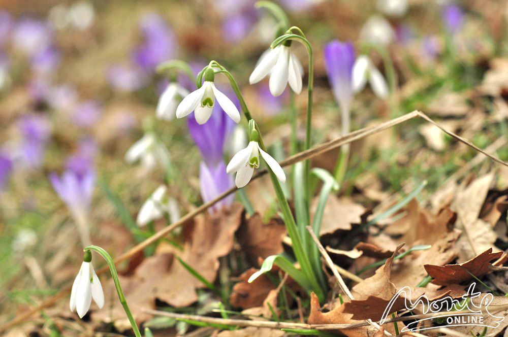 Подснежник лекарственное растение или нет. Подснежник белоснежный описание. Подснежник полезные свойства. Подснежник лекарственное растение или нет. Экстракт подснежника.