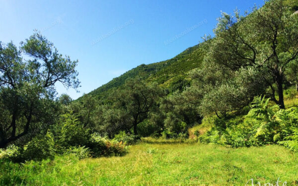 eksklyuzivnyj uchastok s unikalnymi vidami v pos prchan 07