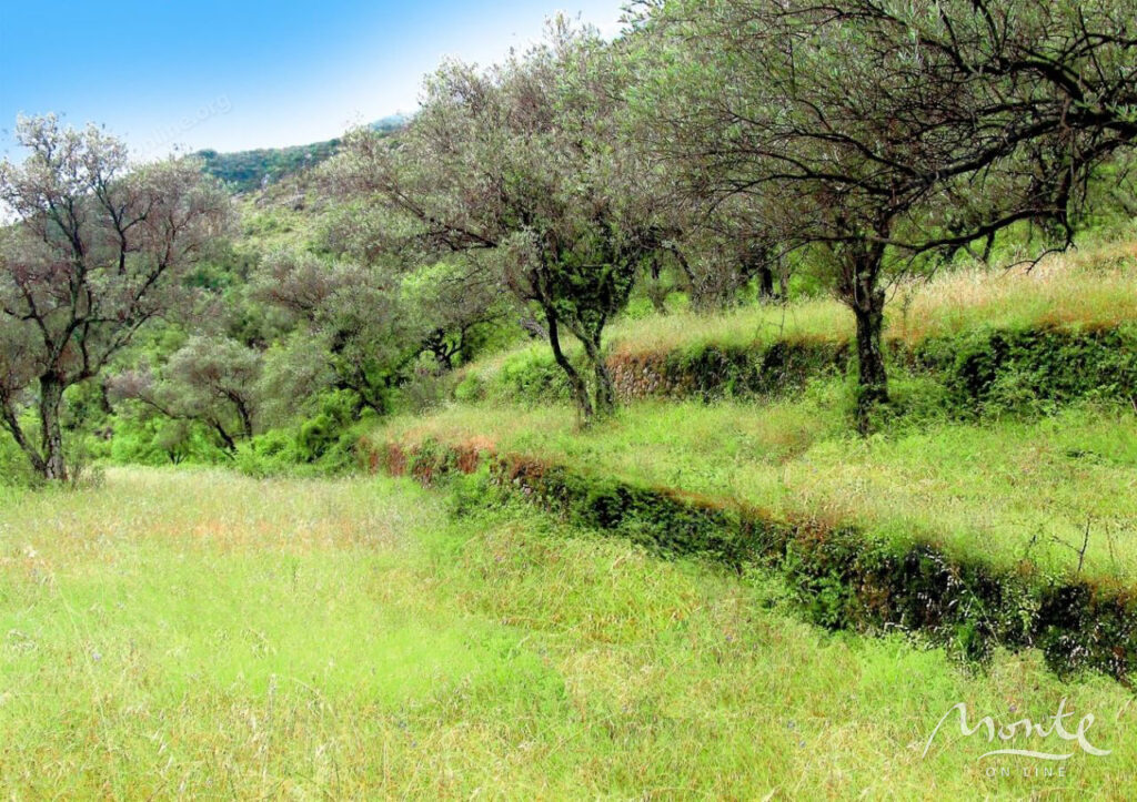 eksklyuzivnyj uchastok s unikalnymi vidami v pos prchan 11