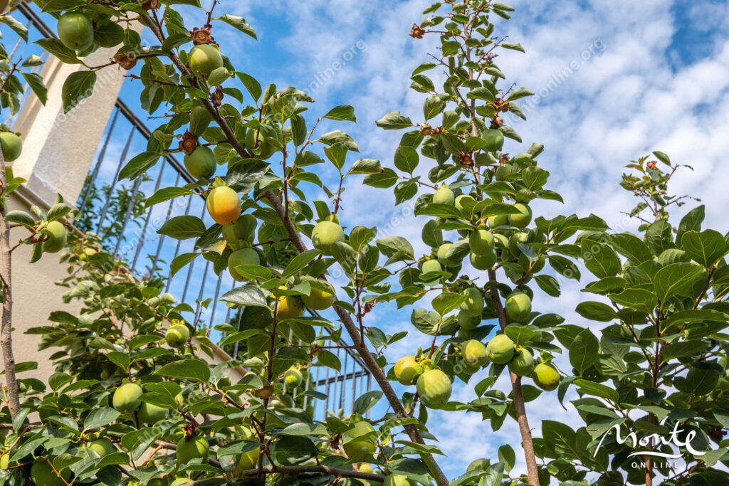prostornyj dom s potryasayushhim panoramnym vidom v dzhenovichi 43