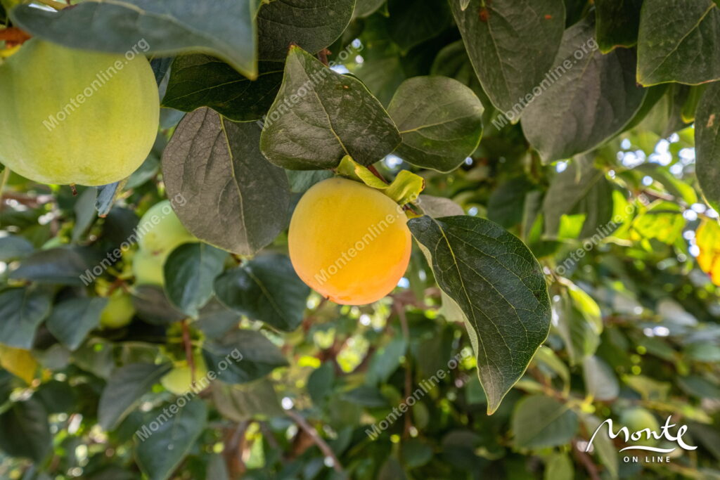 prostornyj dom s potryasayushhim panoramnym vidom v dzhenovichi 45