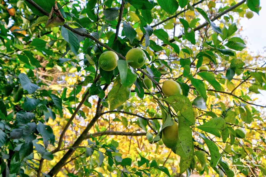 uyutnyj kompleks iz dvuh domov v orahovcze idealnoe mesto dlya semejnoj zhizni i otdyha u morya 41