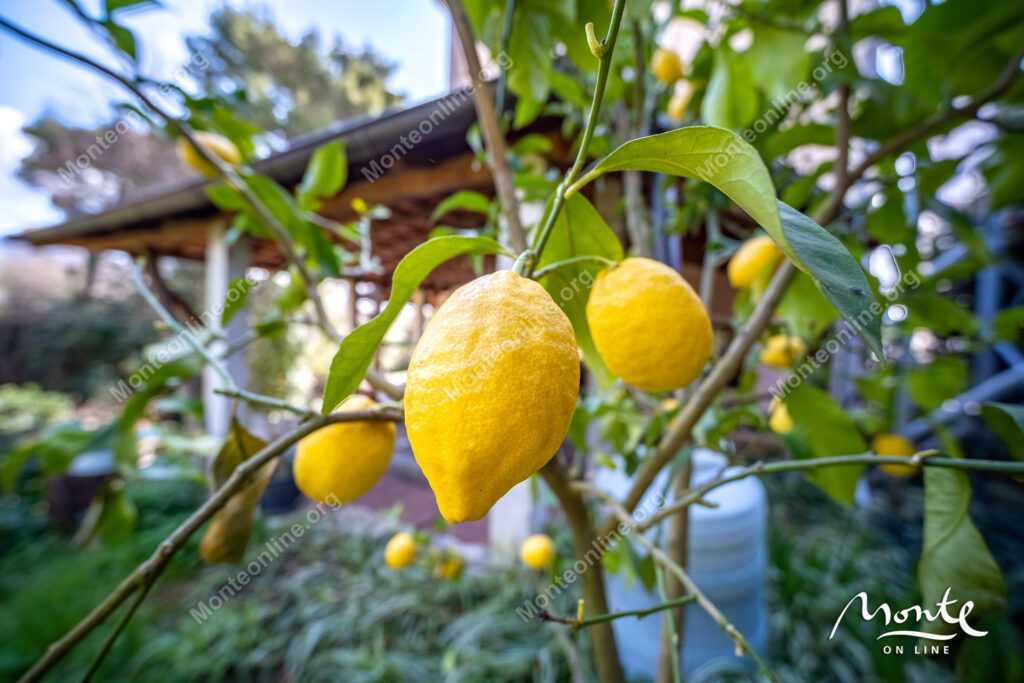 dom s potenczialom dohoda i zhizni u morya v biela herczeg novi 34