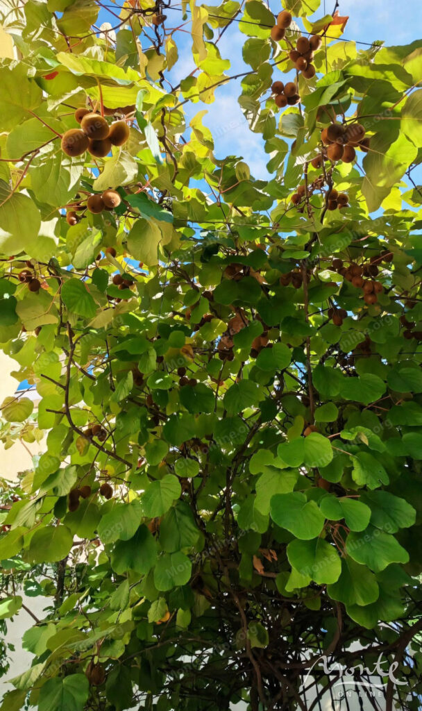 uyutnyj tryohetazhnyj dom s vidom na more i sadom v krashichah tivat 24